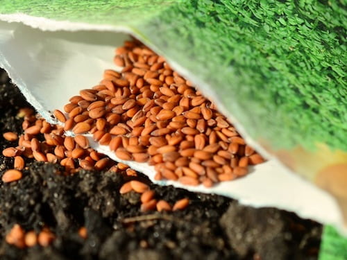 seed libraries at rock island public libraries
