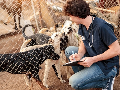dogs in shelter