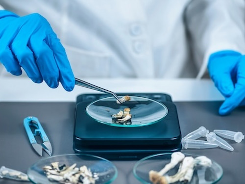psilocybin in a lab